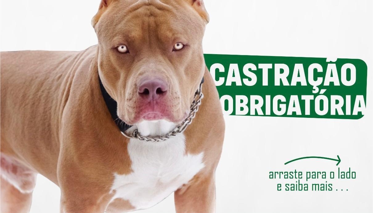 Prefeitura de Ituporanga alerta tutores sobre lei para cães da raça Pit Bull e derivados