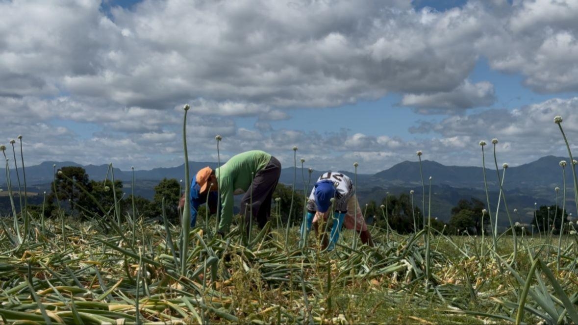 Safra Histórica: A Capital da Cebola Colhe Sucesso e Prepara-se para Sediar Evento Nacional em 2026